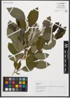 Foto von Salix silesiaca Willd.